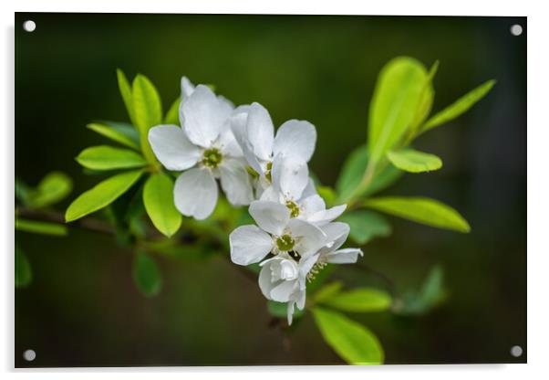 Exochorda Racemosa Pearlbush Flowers Acrylic by Artur Bogacki