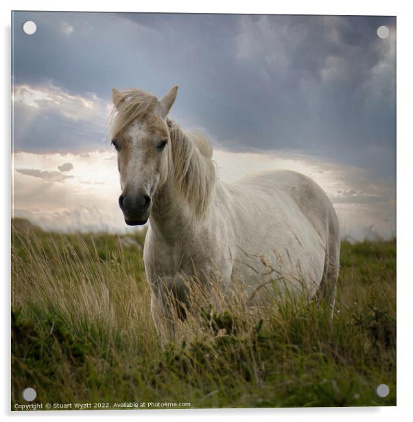 Dartmoor Pony Acrylic by Stuart Wyatt