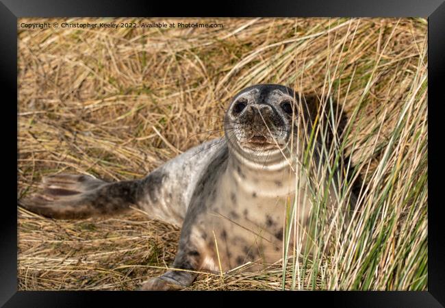 Young seal at Horsey Gap in Norfolk Framed Print by Christopher Keeley