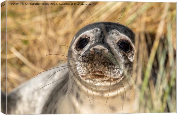 Horsey Gap seal pup Canvas Print by Christopher Keeley
