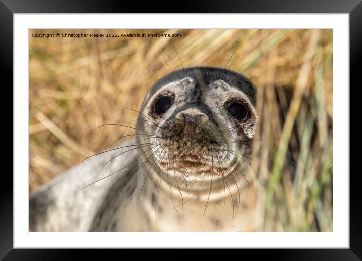 Horsey Gap seal pup Framed Mounted Print by Christopher Keeley