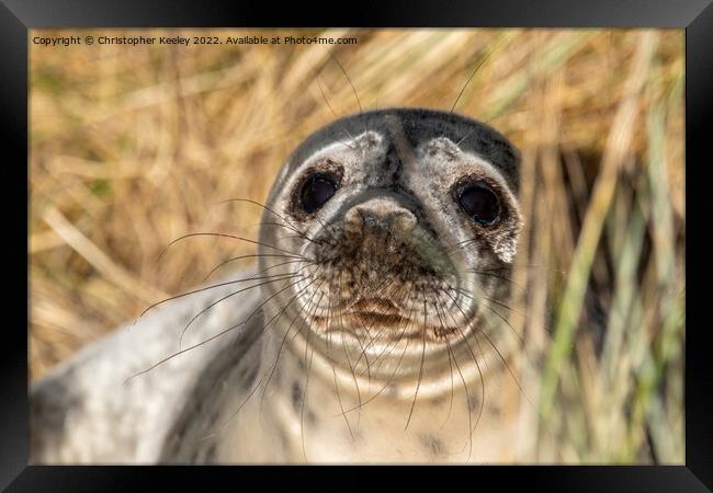 Horsey Gap seal pup Framed Print by Christopher Keeley