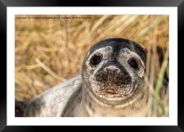 Horsey Gap seal pup Framed Mounted Print by Christopher Keeley