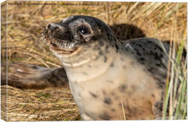 Smiling seal pup in the sandy dunes Canvas Print by Christopher Keeley