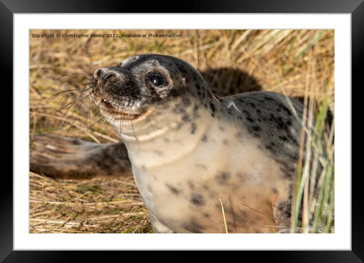 Smiling seal pup in the sandy dunes Framed Mounted Print by Christopher Keeley