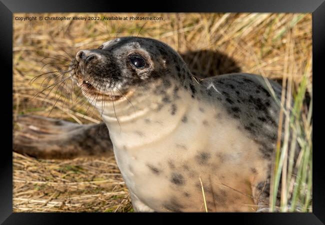 Smiling seal pup in the sandy dunes Framed Print by Christopher Keeley