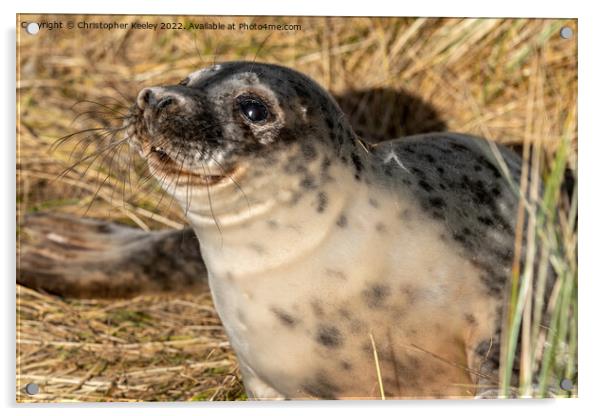Smiling seal pup in the sandy dunes Acrylic by Christopher Keeley
