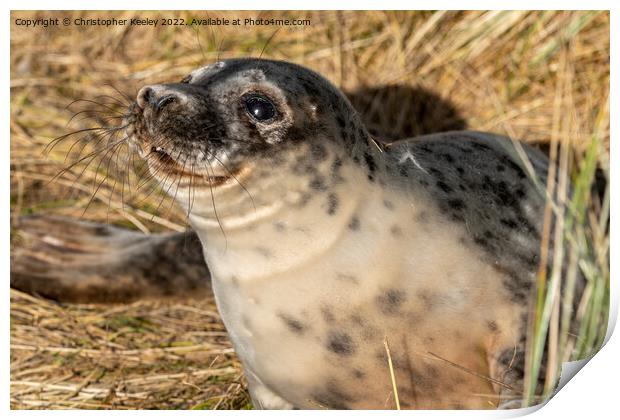 Smiling seal pup in the sandy dunes Print by Christopher Keeley