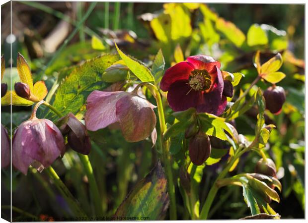 Wine red hellebore in an English garden - late Feb Canvas Print by Gordon Dixon