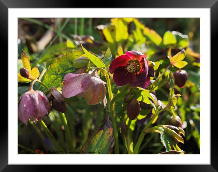 Wine red hellebore in an English garden - late Feb Framed Mounted Print by Gordon Dixon
