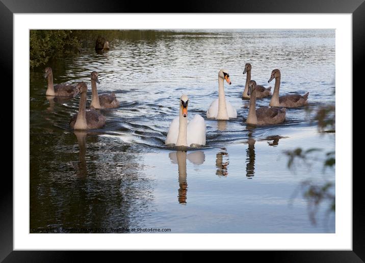 Family of Swans on the move up the Basingstoke canal - parents and 6 big cygnets Framed Mounted Print by Gordon Dixon