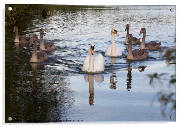 Family of Swans on the move up the Basingstoke canal - parents and 6 big cygnets Acrylic by Gordon Dixon