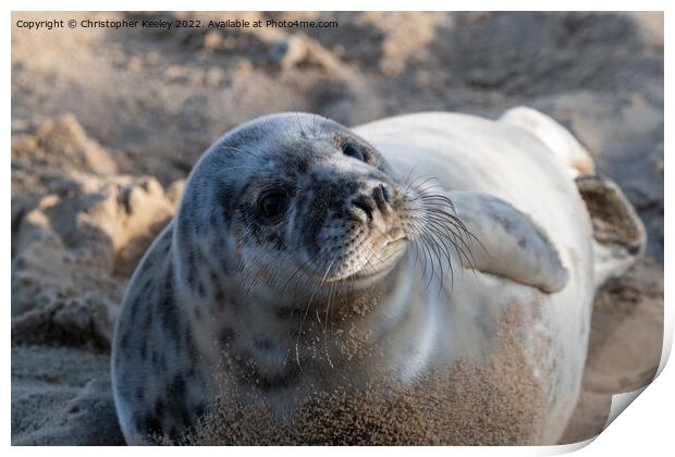 Horsey Gap seal pup Print by Christopher Keeley