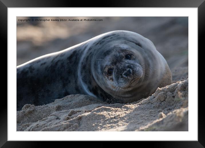 Cute north Norfolk seal pup Framed Mounted Print by Christopher Keeley