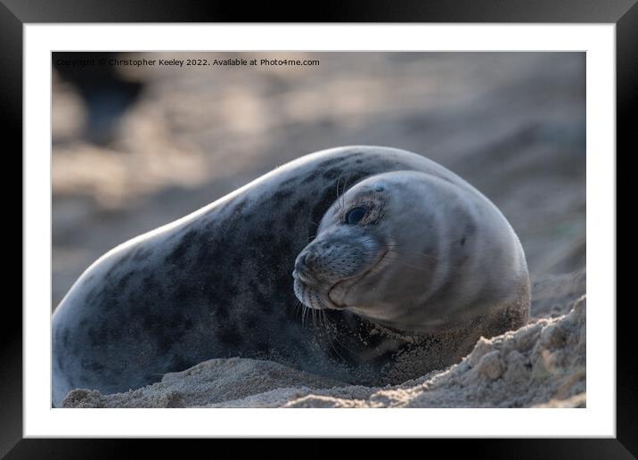 Resting north Norfolk seal pup Framed Mounted Print by Christopher Keeley