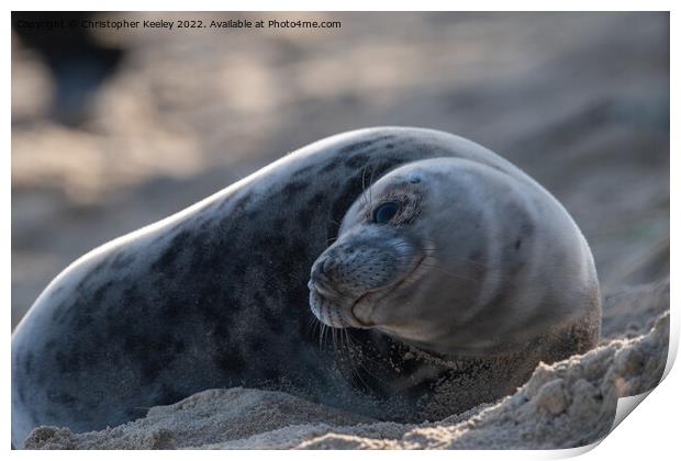 Resting north Norfolk seal pup Print by Christopher Keeley