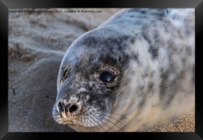 Grey seal pup up close Framed Print by Christopher Keeley