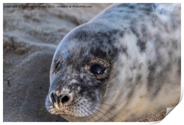 Grey seal pup up close Print by Christopher Keeley