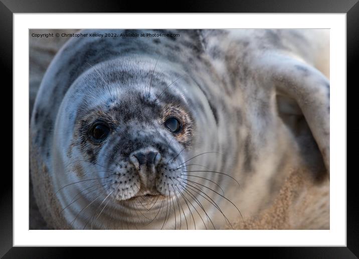 North Norfolk grey seal pup portrait Framed Mounted Print by Christopher Keeley