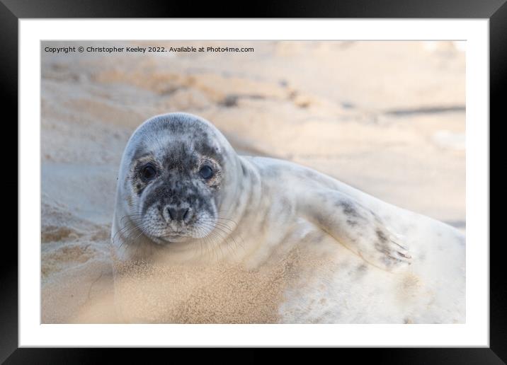 Norfolk seal laying on beach Framed Mounted Print by Christopher Keeley