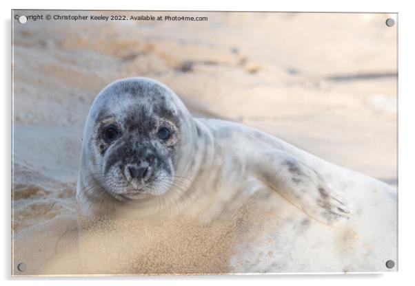 Norfolk seal laying on beach Acrylic by Christopher Keeley