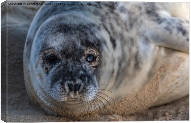 Horsey Gap seal pup Canvas Print by Christopher Keeley