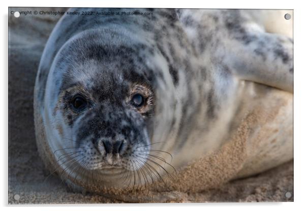 Horsey Gap seal pup Acrylic by Christopher Keeley