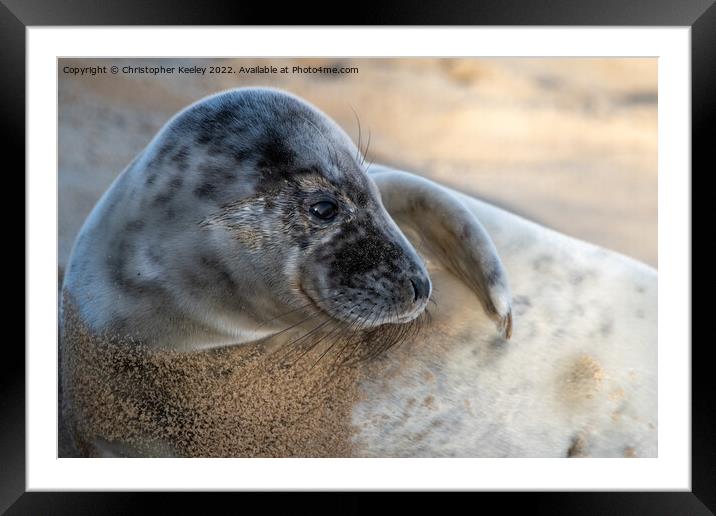 North Norfolk seal pup Framed Mounted Print by Christopher Keeley