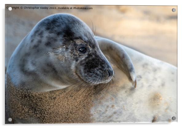 North Norfolk seal pup Acrylic by Christopher Keeley