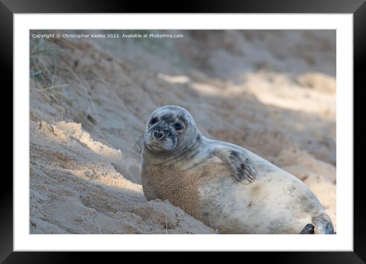 Grey seal laying on the beach Framed Mounted Print by Christopher Keeley