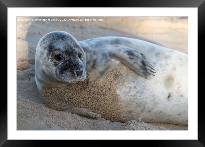 North Norfolk seal pup Framed Mounted Print by Christopher Keeley