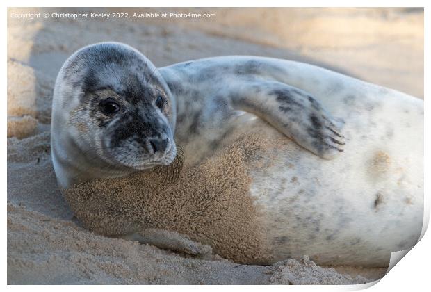 North Norfolk seal pup Print by Christopher Keeley