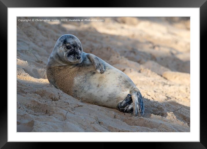 Seal on north Norfolk beach Framed Mounted Print by Christopher Keeley