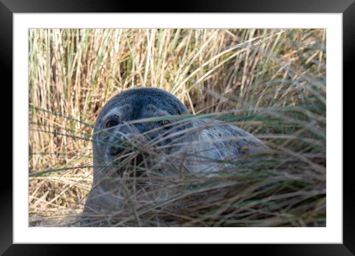 Seal pup in the dunes Framed Mounted Print by Christopher Keeley