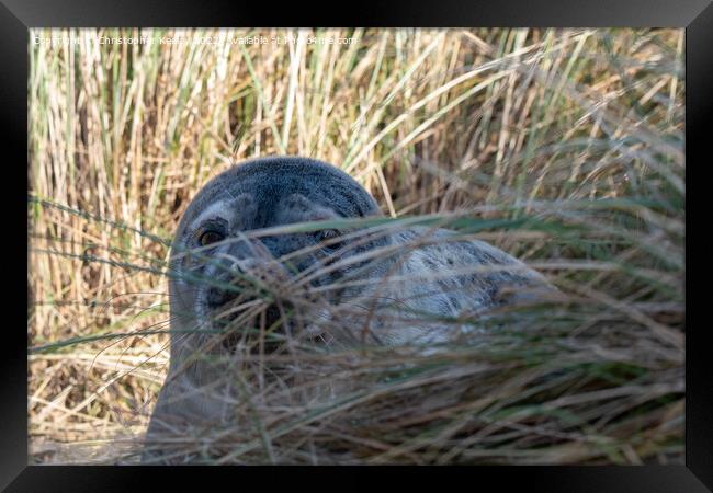 Seal pup in the dunes Framed Print by Christopher Keeley