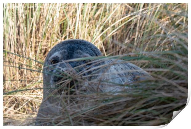 Seal pup in the dunes Print by Christopher Keeley