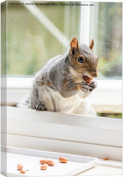 Squirrel at the window Canvas Print by Eszter Imrene Virt