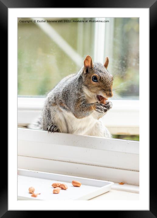 Squirrel at the window Framed Mounted Print by Eszter Imrene Virt