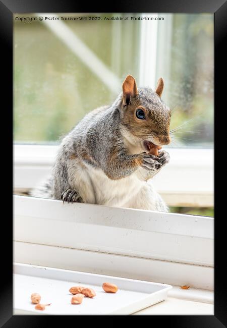 Squirrel at the window Framed Print by Eszter Imrene Virt