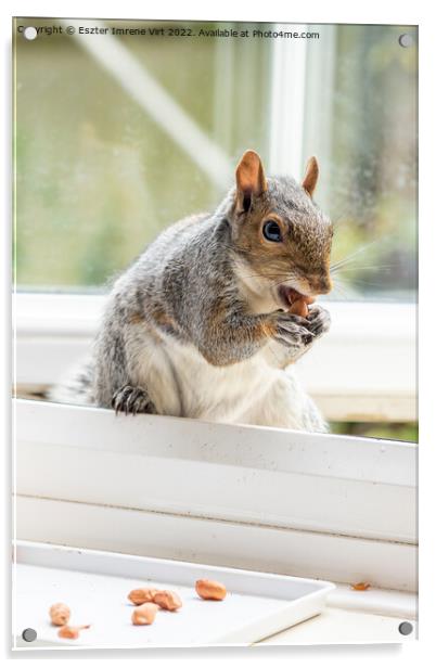 Squirrel at the window Acrylic by Eszter Imrene Virt