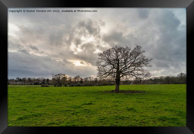 Lonely tree Framed Print by Eszter Imrene Virt