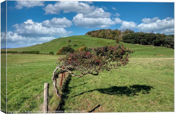 Bending Hawthorn on Windy Coastal Path Canvas Print by Roger Mechan