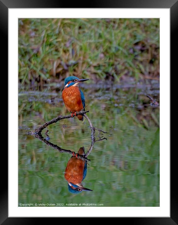 A kingfisher & reflection perched on a tree branch, Merseyside Framed Mounted Print by Vicky Outen