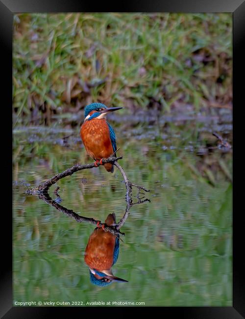 A kingfisher & reflection perched on a tree branch, Merseyside Framed Print by Vicky Outen