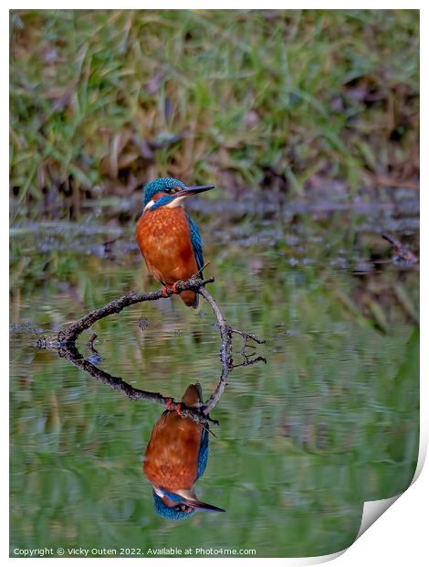 A kingfisher & reflection perched on a tree branch, Merseyside Print by Vicky Outen