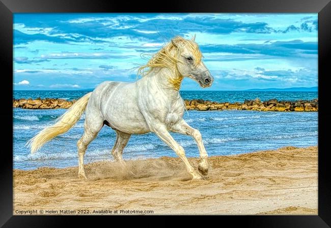 Camargue white stallion HDR Framed Print by Helkoryo Photography