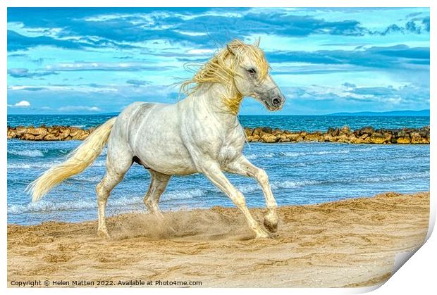 Camargue white stallion HDR Print by Helkoryo Photography