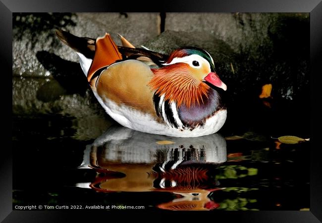 Mandarin Duck Male Framed Print by Tom Curtis