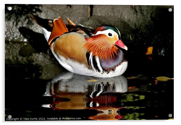 Mandarin Duck Male Acrylic by Tom Curtis