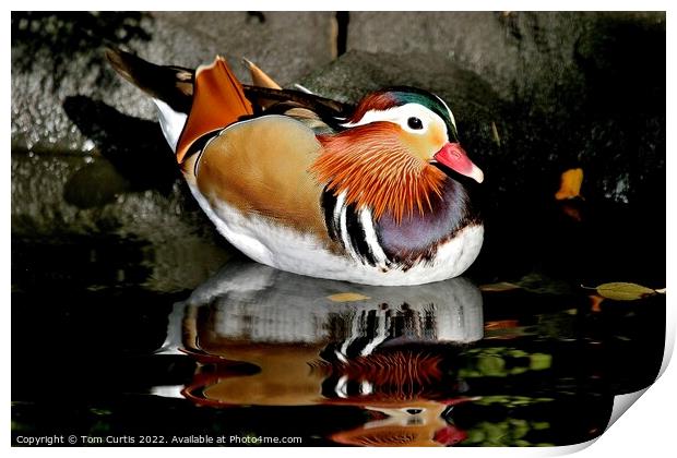 Mandarin Duck Male Print by Tom Curtis